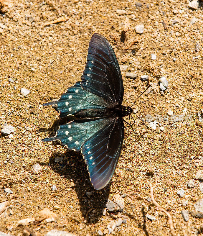 凤蝶(Papilio glaucus)是一种原产于北美东部的蝴蝶。大烟山国家公园。田纳西。